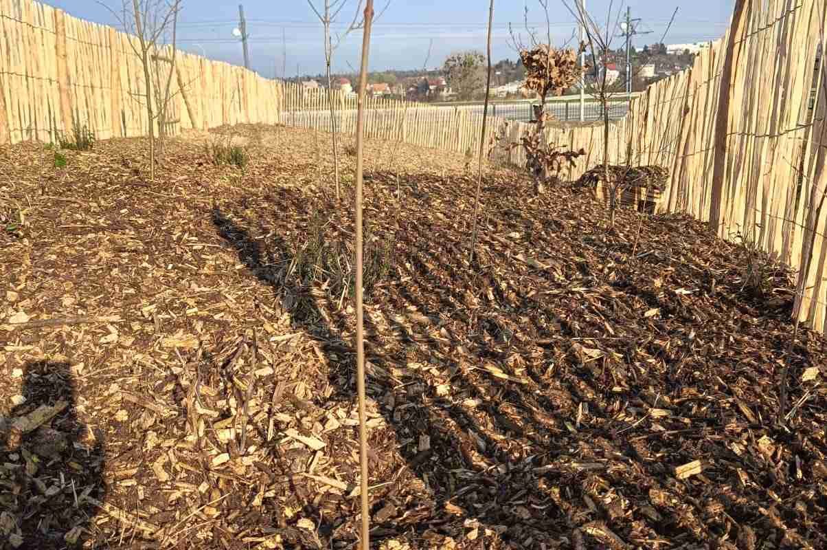 las kieszonkowy miyawaki po nasadzeniach pomorskie