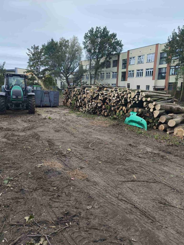 pozyskane drewno po wycince drzew pomorskie