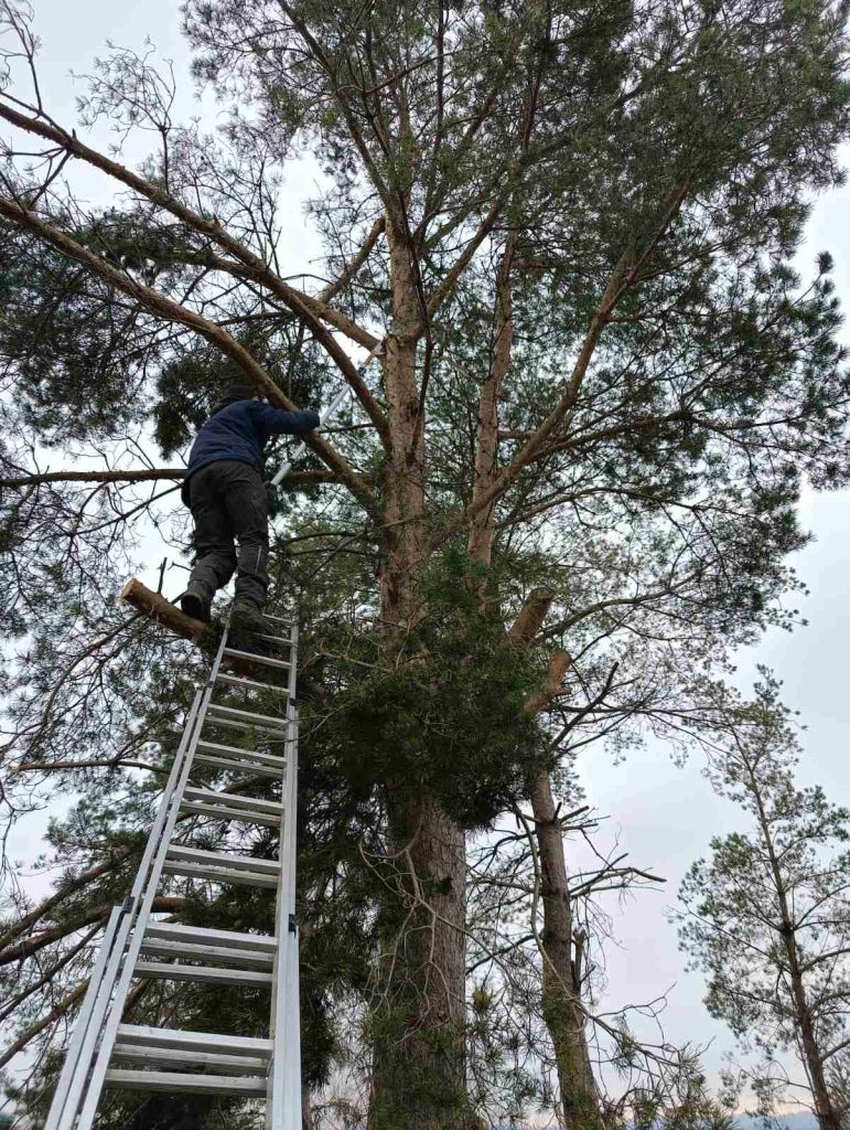 przycinka sosny na dzialce pomorskie